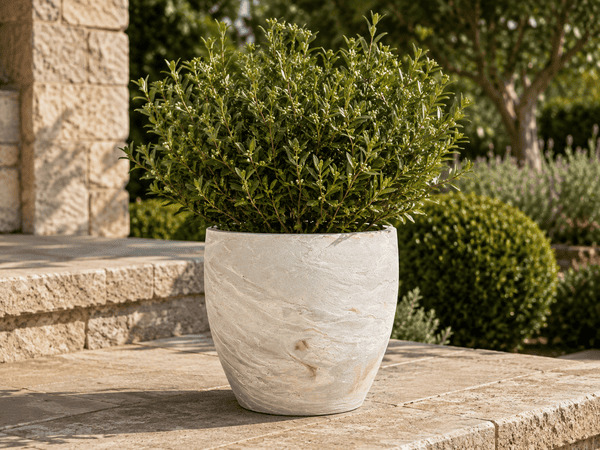 Premium outdoor planter with mature outdoor plant