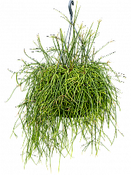 Easy-Care Mistletoe Cactus Rhipsalis mauretiana Indoor House Plants