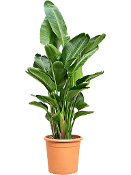 Tropical Bird of Paradise Strelitzia nicolai Indoor House Plants
