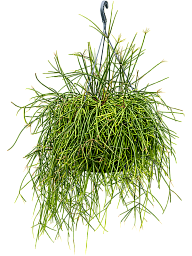 Easy-Care Mistletoe Cactus Rhipsalis mauretiana Indoor House Plants