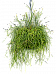 Rhipsalis mauretiana