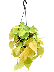 Lush Heart-Leaf Philodendron scandens 'Lemon Lime' Indoor House Plants