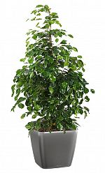 Ficus Benjamina Danielle in LECHUZA QUADRO LS Self-watering Planter, Total Height 120 cm