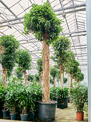 Lush Fig Tree Ficus rubiginosa 'Australis' Tall Indoor House Plants Trees