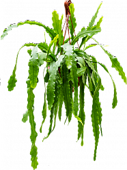 Cheerful Beavertail Cactus Epiphyllum 'Beavertail' Indoor House Plants