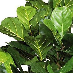 LYRATA EXTRA Artificial Tree Plant