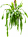 Epiphyllum 'Beavertail'