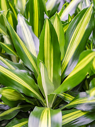 Colorful Corn Plant Dracaena fragrans 'Cintho' Indoor House Plants