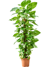 Shade-loving Pothos Scindapsus (Epipremnum) 'Aureum' Indoor House Plants