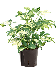 Colorful Umbrella Tree Schefflera arboricola 'Trinette' Indoor House Plants