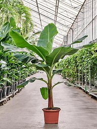 Tropical Banana Plant Musa tropicana Tall Indoor House Plants Trees