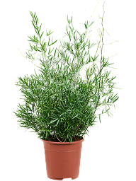 Lush Sicklethorn Asparagus falcatus Indoor House Plants