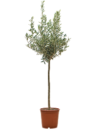 Showy Olive Olea europaea
