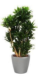 Dracaena Fragrans Compacta in LECHUZA CLASSICO LS Self-watering Planter, Total Height 105 cm