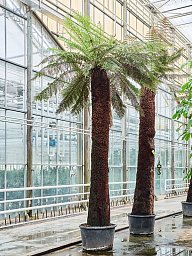 Lush Soft Tree Fern Dicksonia antarctica Tall Indoor House Plants Trees
