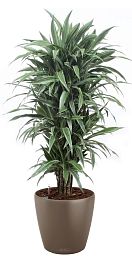 Dracaena Fragrans Warneckii in LECHUZA CLASSICO Color 43 Self-watering Planter, Total Height 170 cm