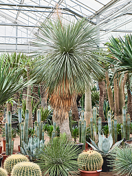 Yucca linearifolia