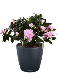 Blooming Azalea in LECHUZA CLASSICO Color Self-watering Planter, Total Height 50 cm
