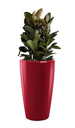 Ficus Elastica Robusta in LECHUZA RONDO Self-watering Planter, Total Height 160 cm