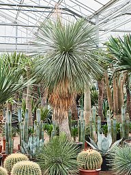 Yucca linearifolia