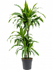 Vibrant Corn Plant Dracaena fragrans 'Arturo' Tall Indoor House Plants Trees
