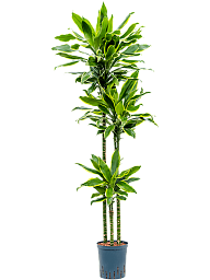 Insta-friendly Corn Plant Dracaena fragrans 'Golden Coast' Tall Indoor House Plants Trees