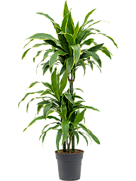 Vibrant Corn Plant Dracaena fragrans 'Arturo' Tall Indoor House Plants Trees