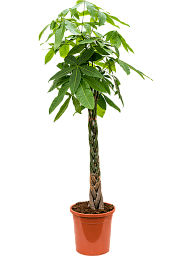 Insta-friendly Money Tree Pachira aquatica Tall Indoor House Plants Trees