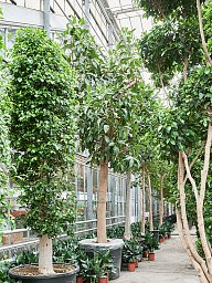 Lush Moreton Bay Fig Ficus macrophylla Tall Indoor House Plants Trees