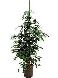 Lush Weeping Fig Ficus benjamina 'Danielle' Indoor House Plants
