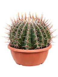 Cute Mexican Qiant Barrel Cactus Echinocactus ingens Indoor House Plants
