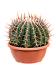Cute Mexican Qiant Barrel Cactus Echinocactus ingens Indoor House Plants