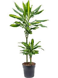 Colorful Corn Plant Dracaena fragrans 'Cintho' Indoor House Plants