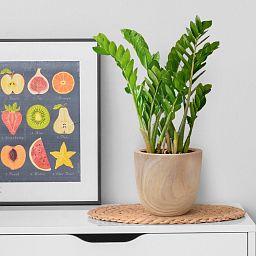 HORTICO RADIAL Wooden House Planter Round Indoor Plant Pot for House Plants with Waterproof Liner