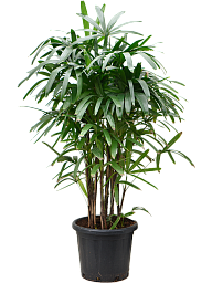 Tropical Lady Palm Rhapis excelsa Indoor House Plants