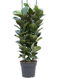 Lush Rubber Plant Ficus elastica 'Cloë' Indoor House Plants