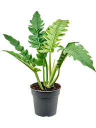 Lush Heart-Leaf Philodendron 'Narrow' Indoor House Plants