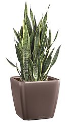 Sansevieria Lime in LECHUZA QUADRO LS Self-watering Planter, Total Height 40 cm