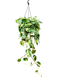 Lush Heart-Leaf Philodendron scandens 'Brasil' Indoor House Plants