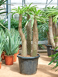 Showy Madagascar palm Pachypodium lamerei Tall Indoor House Plants Trees