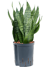 Cheerful Snake Plant Sansevieria zeylanica 'Compacta' Indoor House Plants