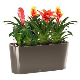 Blooming Bromeliads in LECHUZA DELTA Self-watering Planter, Total Height 50 cm
