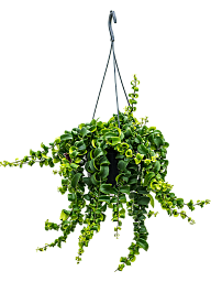 Cheerful Lipstick Plant Aeschynanthus 'Rasta' Indoor House Plants