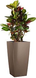 Codiaeum Petra in LECHUZA CUBICO Self-watering Planter, Total Height 130 cm