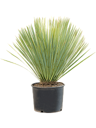 Photogenic Beaked Blue Yucca rostrata (170-200) Indoor House Plants