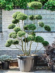 Cute Japanese Holly Ilex crenata 'Impala' (210-230) Outdoor Plants