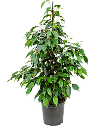 Lush Weeping Fig Ficus benjamina 'Danielle' Indoor House Plants
