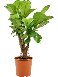 Lush Fiddle Leaf Fig Ficus lyrata Indoor House Plants