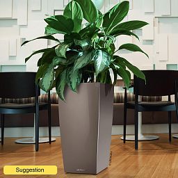Vibrant Chinese Evergreen Aglaonema 'Silver Bay' Indoor House Plants