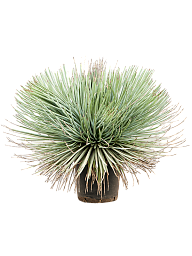 Easy-Care Agave stricta Indoor House Plants